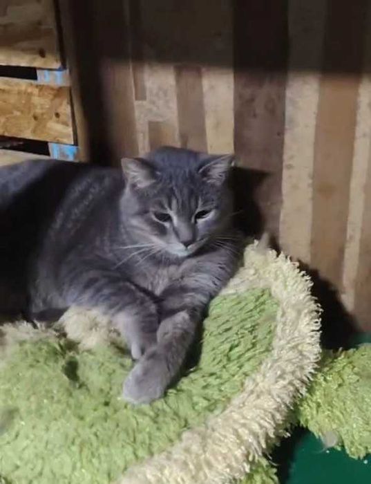 Кот Грей ищет семью!