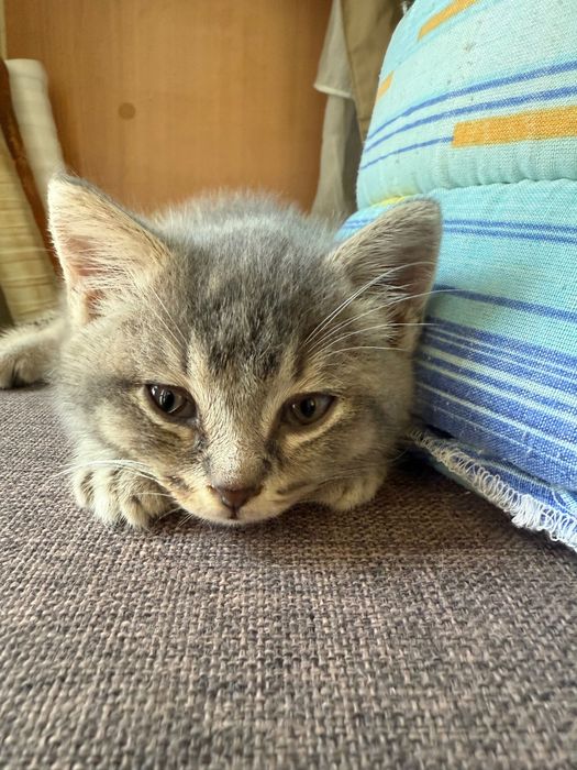 Puiut British shorthair