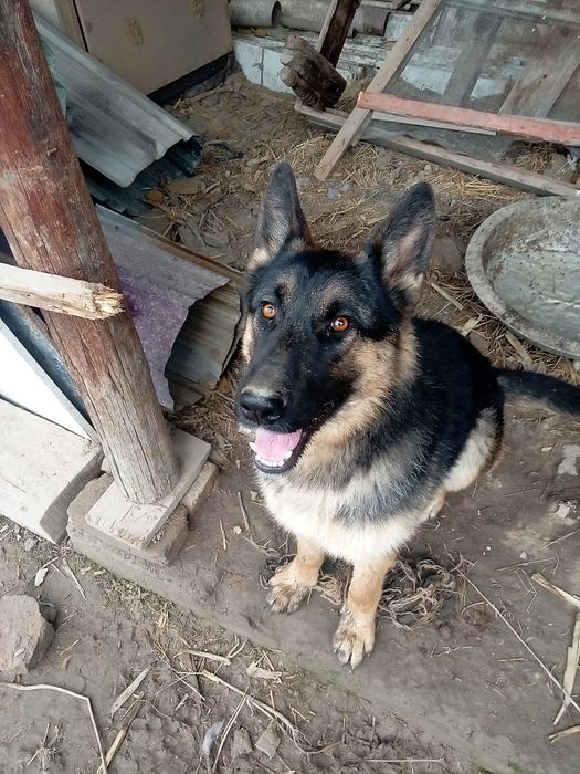 Продаётся Овчарка Европейская