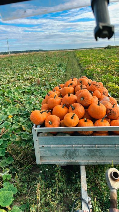 Dovleci decor, Haloween