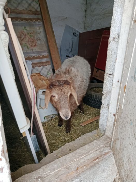 Бордақы ұрғашы тоқты