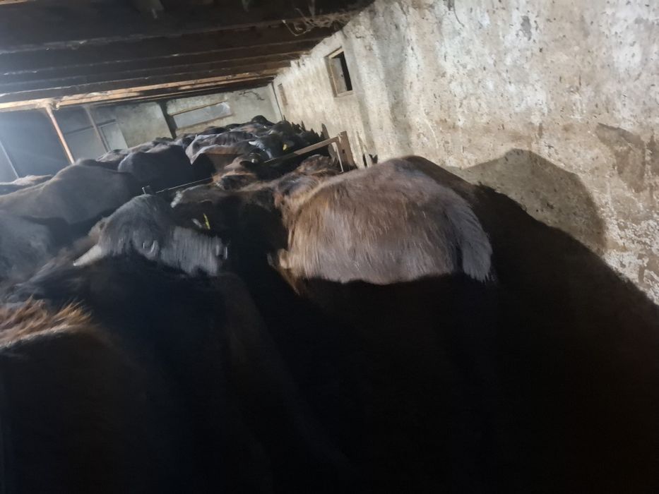 Vând taurasi de bivol