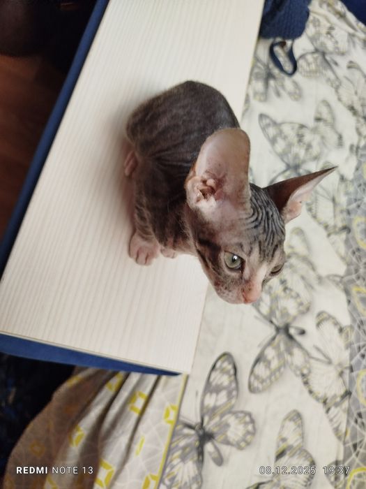 Продам канадского сфинкса