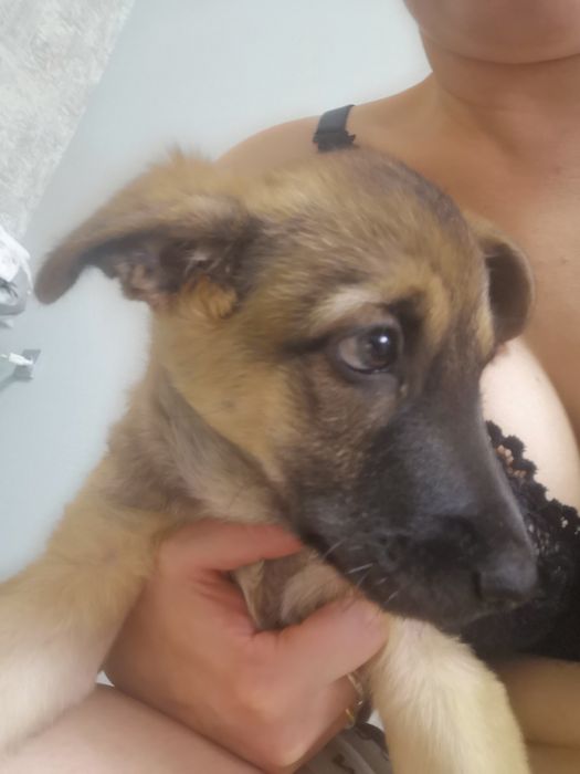 Щенок на пристройство