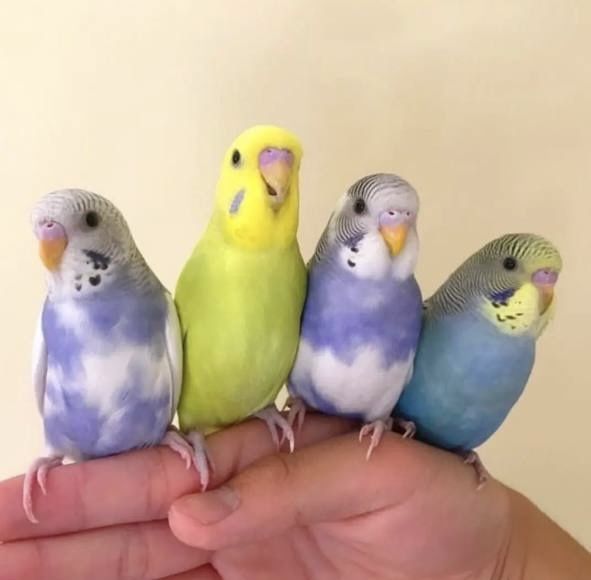 papugayla sotilad Toti qush