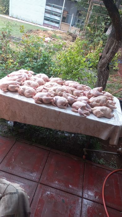 Продам мясо броллера