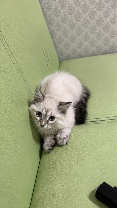 Отдам котенка мальчик не леняет