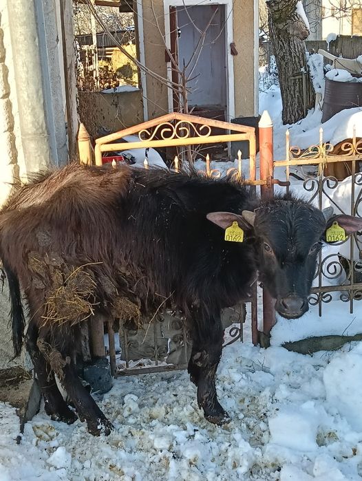 Vând sau schimb cu oi un vițel de bivol de 6 luni