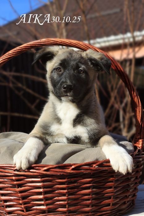 Предлагаются шикарные щенки!