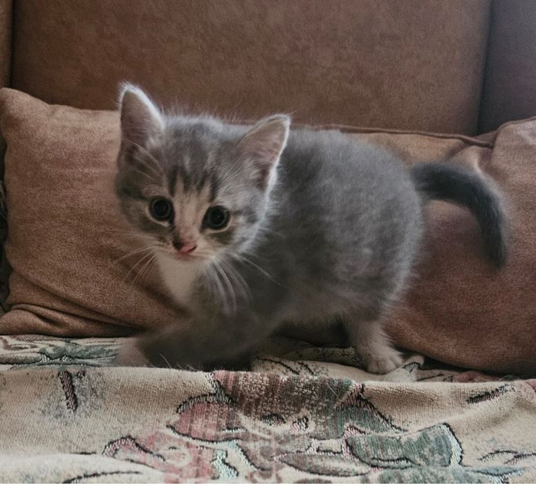 Котенок ищет новый дом