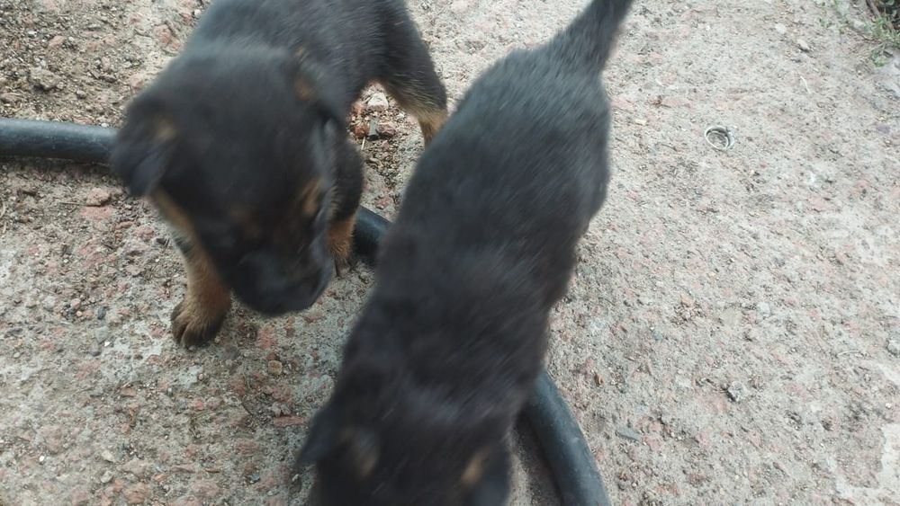 Продам щенков овчарка