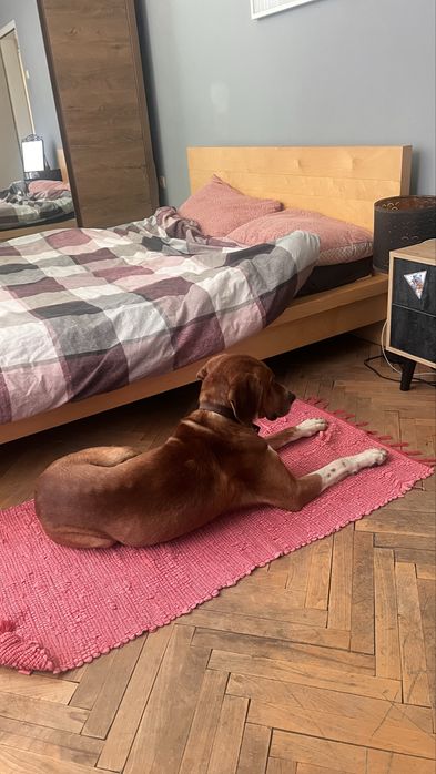 Ръсти търси любящ дом