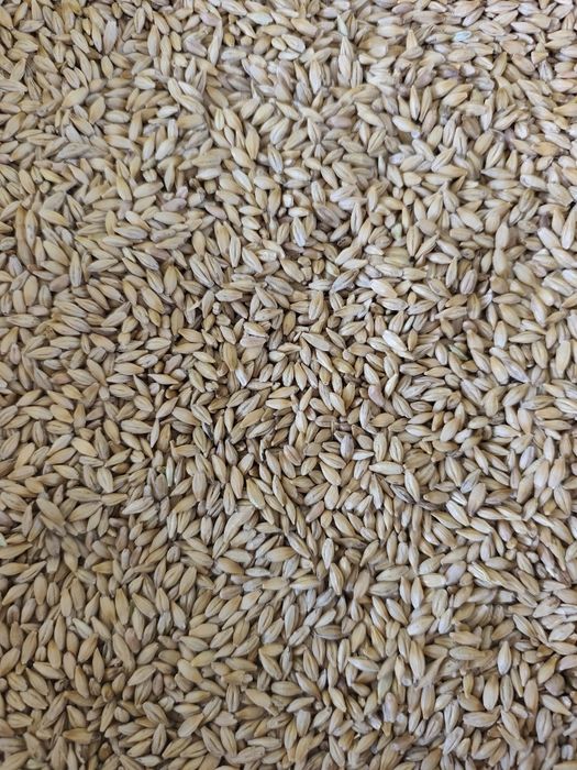 Козок арпа оптомга