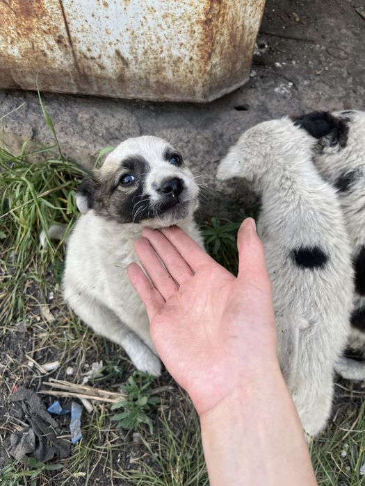 Щенята ищут себе дом