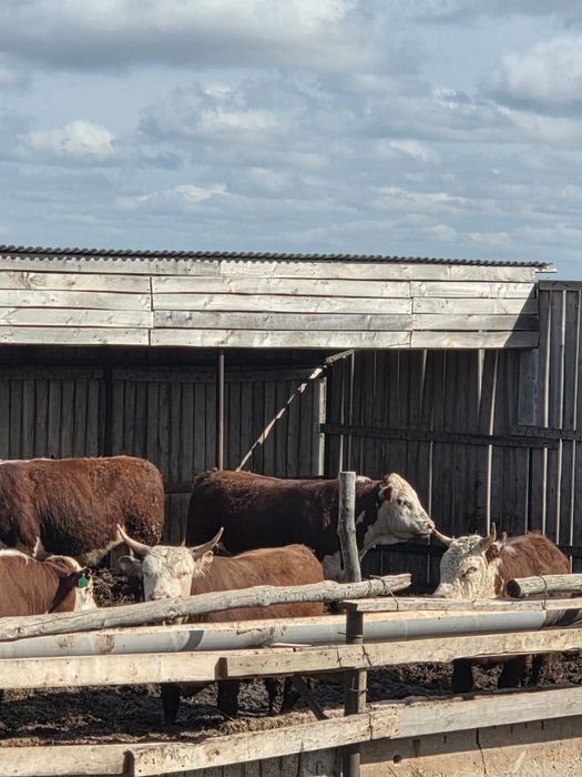 Продаётся скот отборный