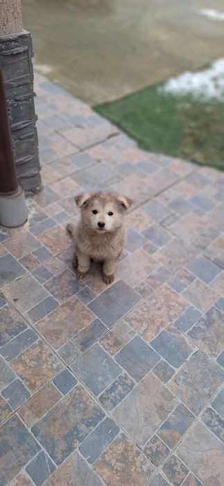 Catelusi metisi huskey dog german