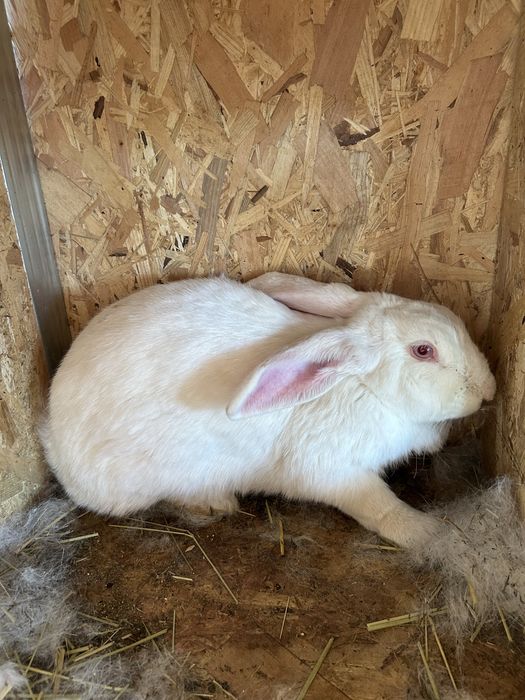 Зайци за месо и разплод