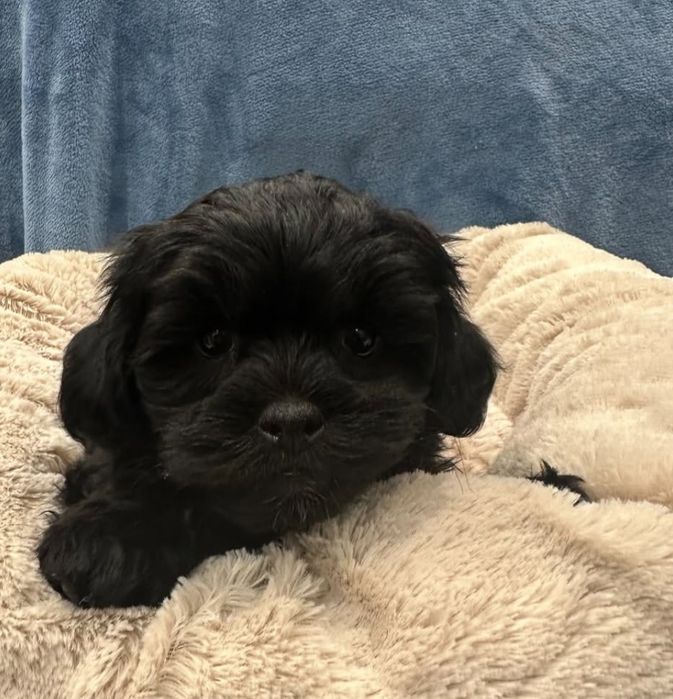 Bichon Havanez , un ghemotoc de iubire!