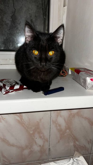 Отдаю кота в добрые руки