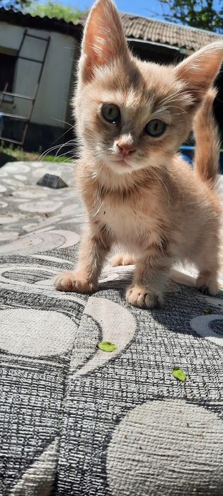 Отдам даром котёнка мальчик
