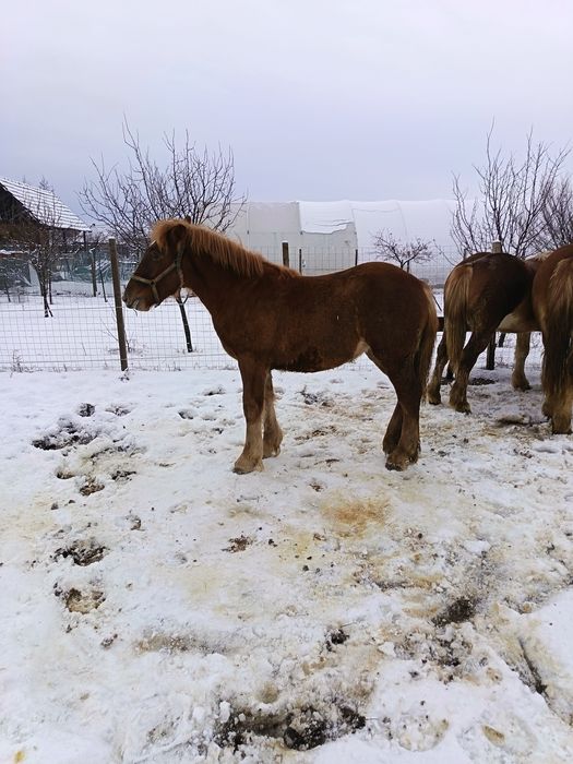 De vinzare minza de 8 luni