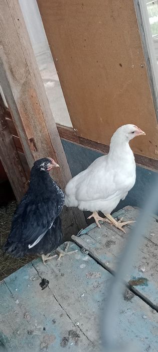 Сатуда балапандар бар