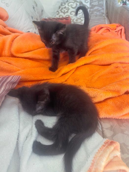Котята, мама скотиш фолд