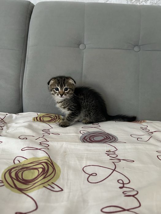 Продам котенка девочку