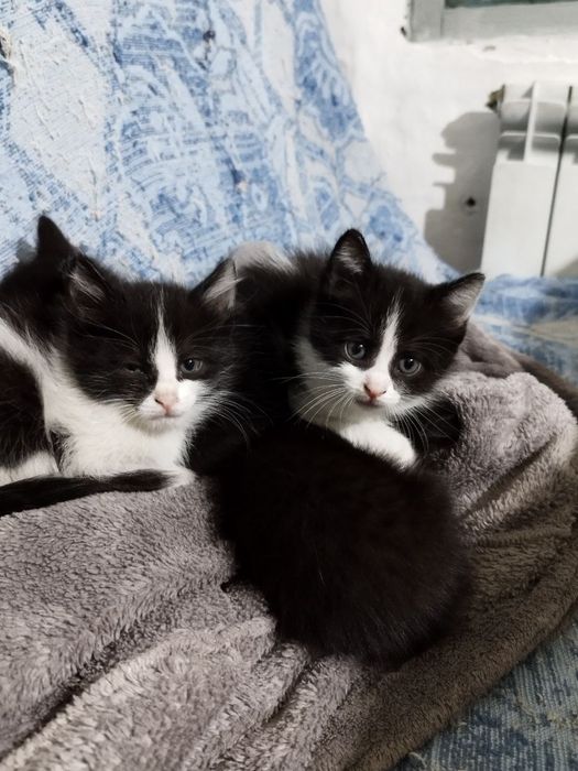 отдам котят бесплатно