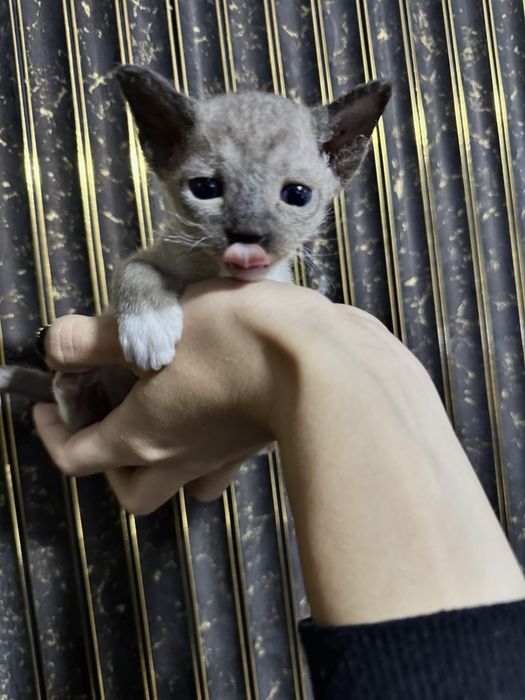Редкие котята браш