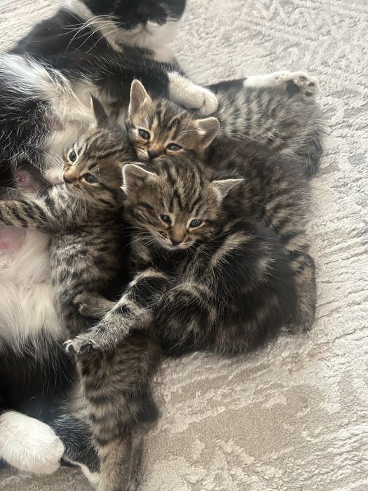 Котята ищут дом