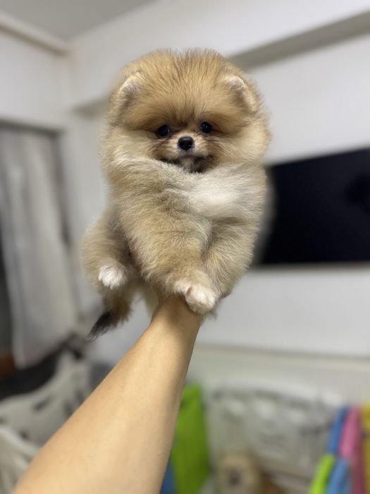 Femela pomeranian fci pedigree