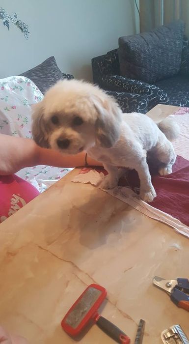 Super OFERTA Cosmetica Canina la domiciliu-frizer canin-tund caini