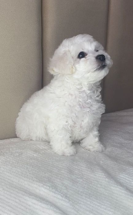 Щенки Бишон Фризе