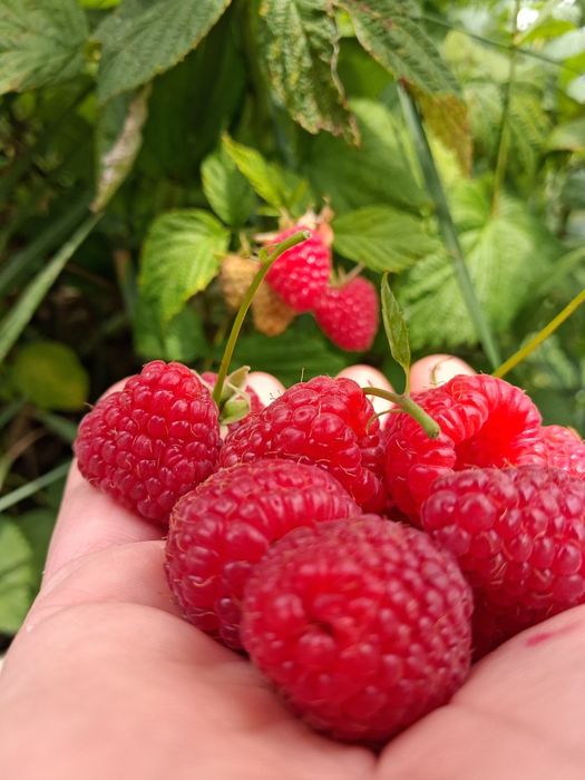 Zmeură Bio Pojorta