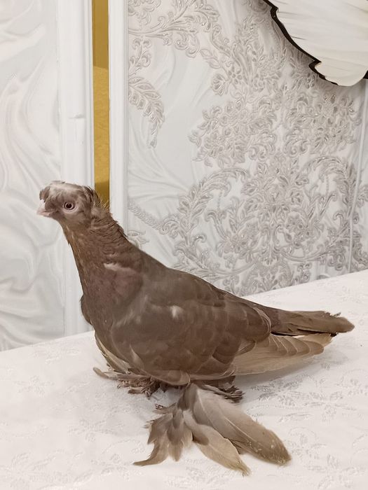 Продаются голуби