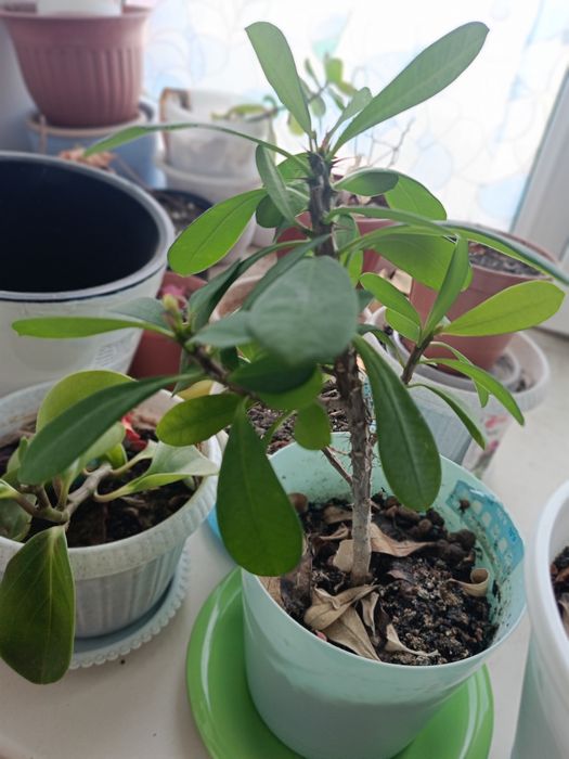 Продам комнатные растения по 8000