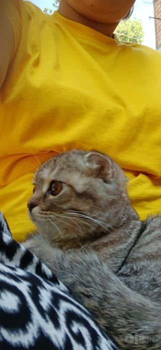 Продаетса катенок скотиш фолд