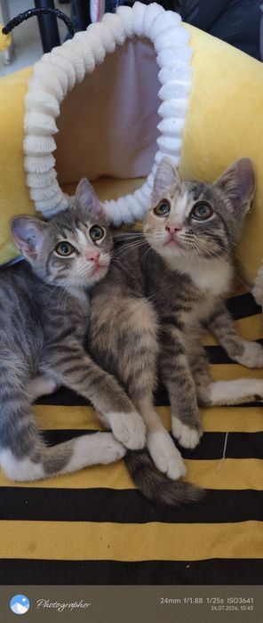 Мальчик котенок и девочка