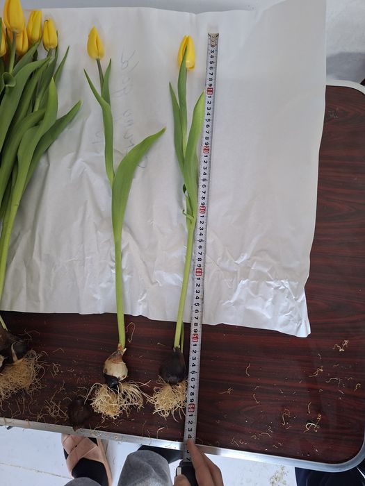 Пренимаем заказы на тюльпаны