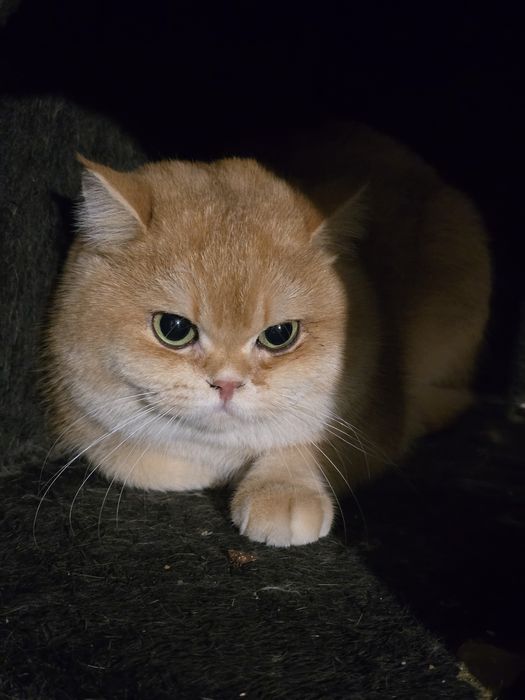 вязка с котом BRI-12