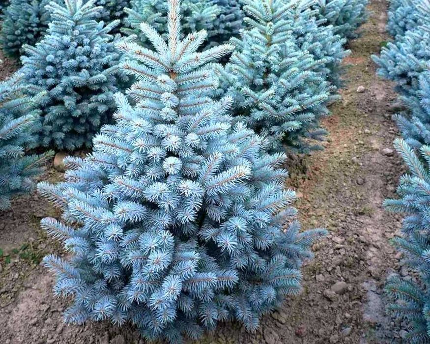 Продаются ель голубая, сибирская саженцы, сеянцы