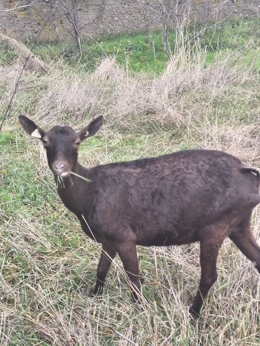 Schimb capra murciano Granadina
