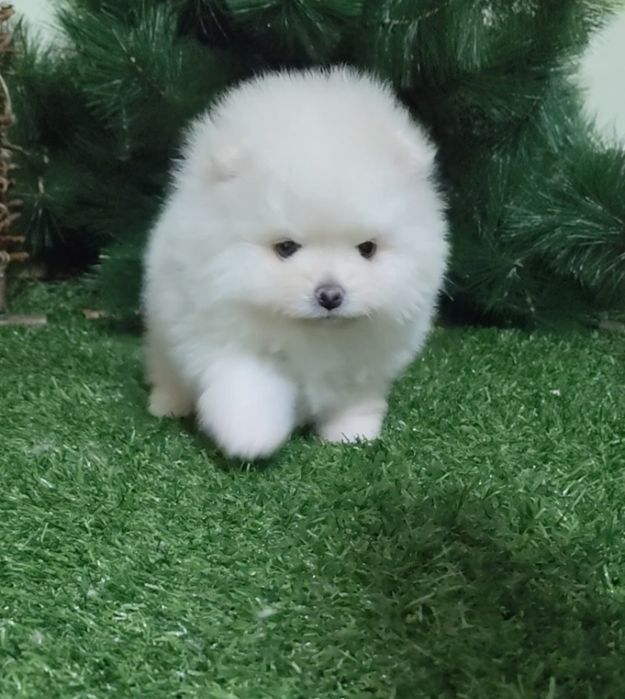 Чистокровные шпицепомерашки