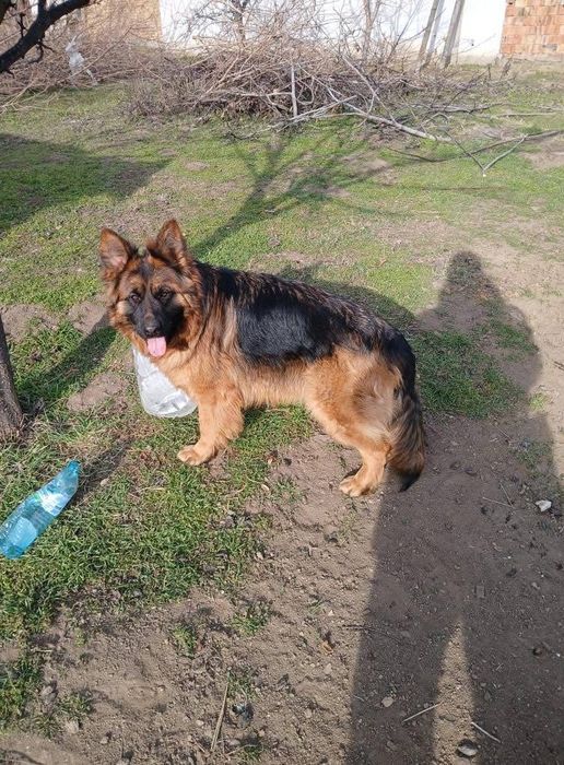 Продавам немска овчарка