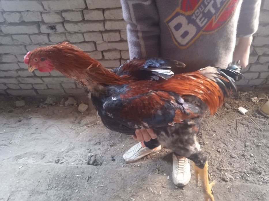 Kulangi xoʻrozlar sotiladi