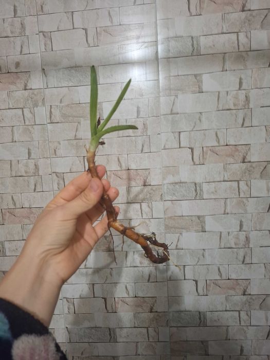Продам ростки алоэ вера