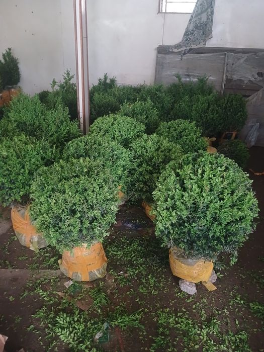 Самшить на продажу