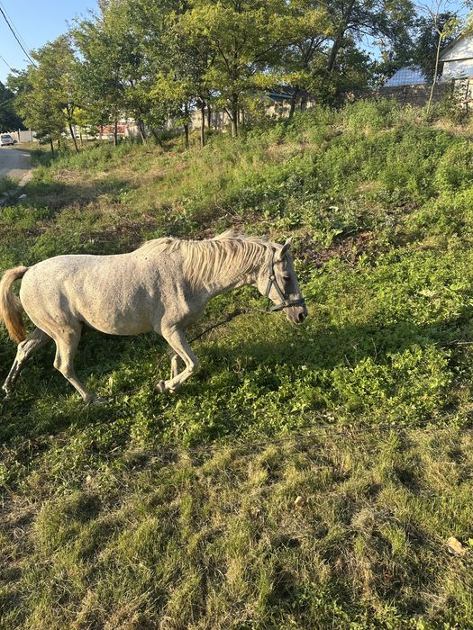 Buna ziua se vinede cal in varsta de 11ani este foarte cuminte
