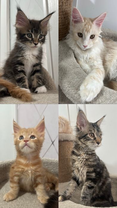 Продаются! Котята! Питомник! Мейн-кун!